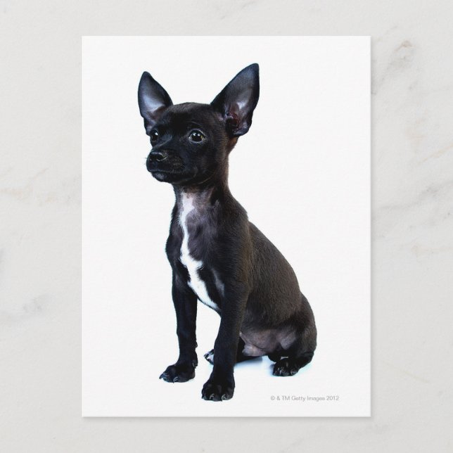 Black Chihuahua puppy Postcard (Front)