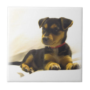Black Chihuahua Tile