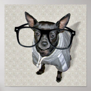 Black Chihuahua with Glasses Photo Poster
