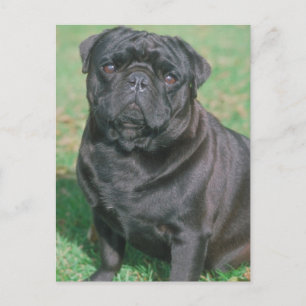 Black Chinese Pug Postcard