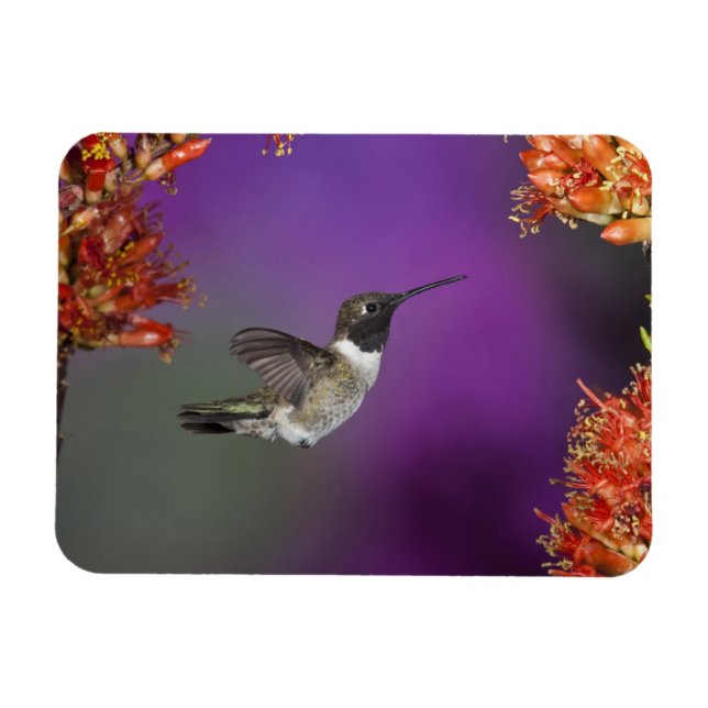 Black-chinned Humingbird, Archilochus alexandri, Magnet (Horizontal)