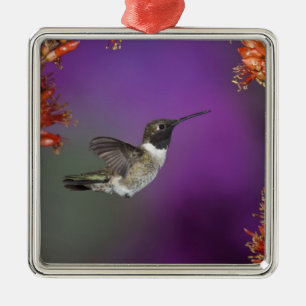 Black-chinned Humingbird, Archilochus alexandri, Metal Tree Decoration