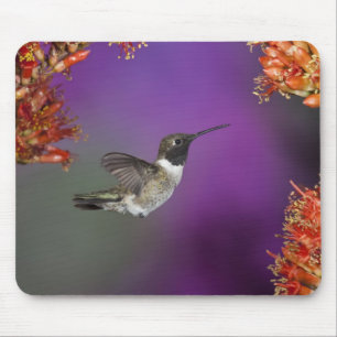 Black-chinned Humingbird, Archilochus alexandri, Mouse Mat