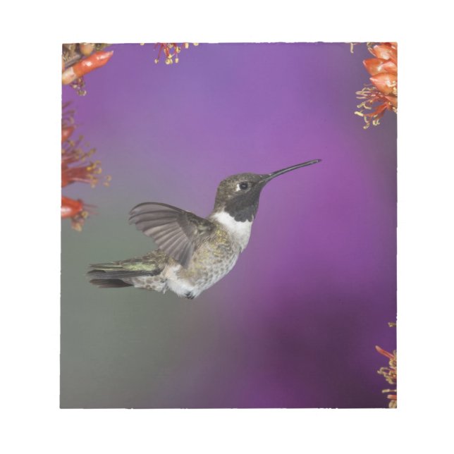 Black-chinned Humingbird, Archilochus alexandri, Notepad (Front)