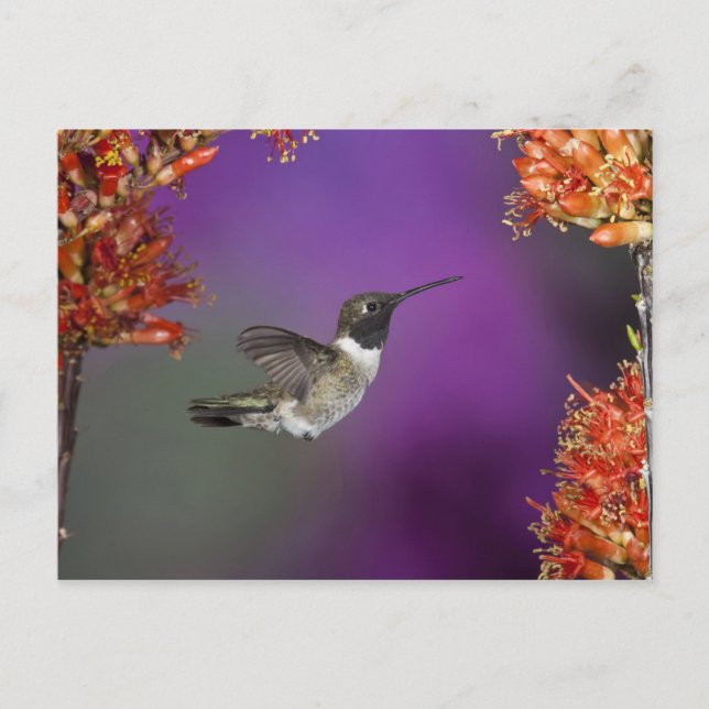 Black-chinned Humingbird, Archilochus alexandri, Postcard (Front)