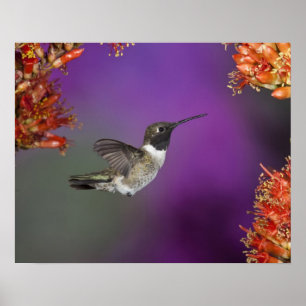 Black-chinned Humingbird, Archilochus alexandri, Poster