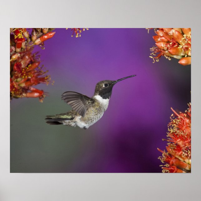 Black-chinned Humingbird, Archilochus alexandri, Poster (Front)