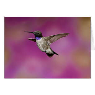 Black-chinned Hummingbird, Archilochus