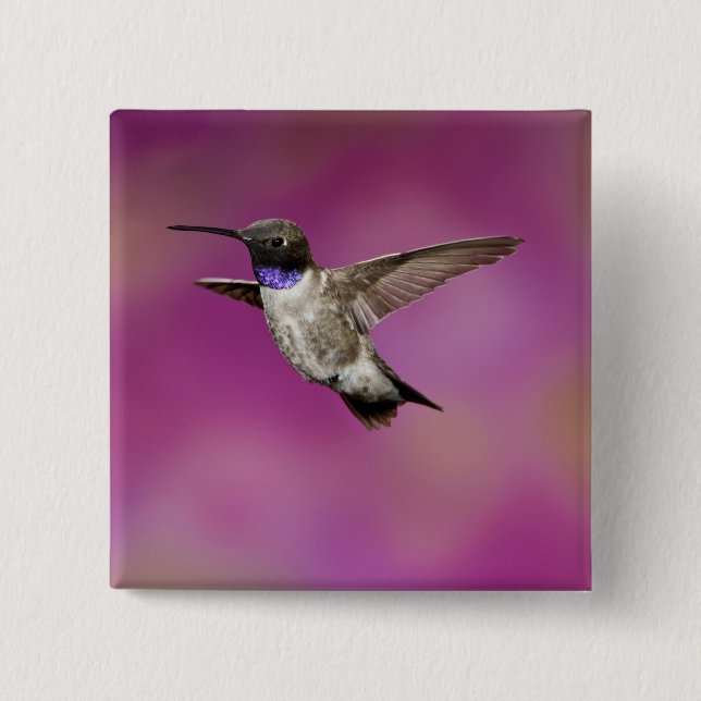 Black-chinned Hummingbird, Archilochus 15 Cm Square Badge (Front)