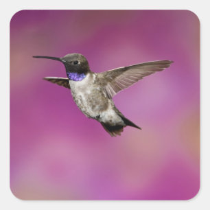 Black-chinned Hummingbird, Archilochus Square Sticker