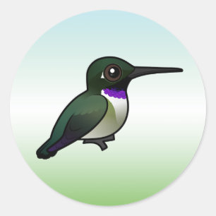 Black-chinned Hummingbird Classic Round Sticker