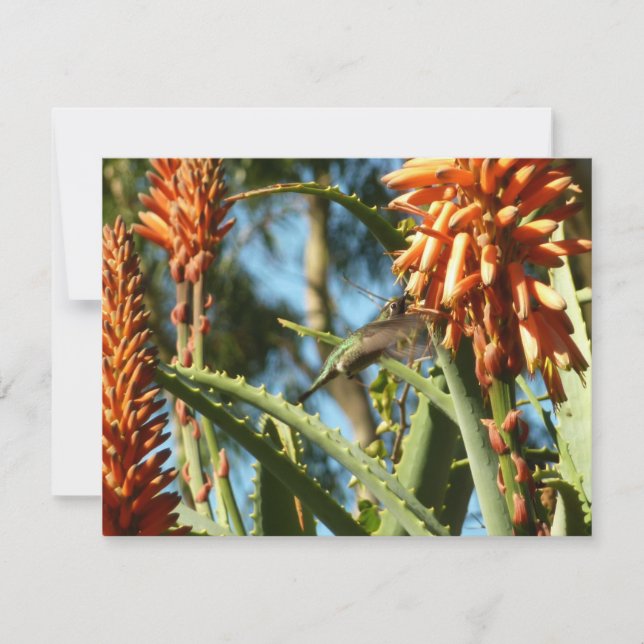 Black-Chinned Hummingbird in Flight (Front)