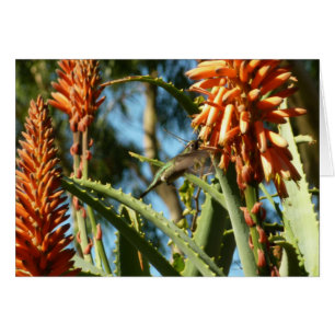 Black-Chinned Hummingbird in Flight