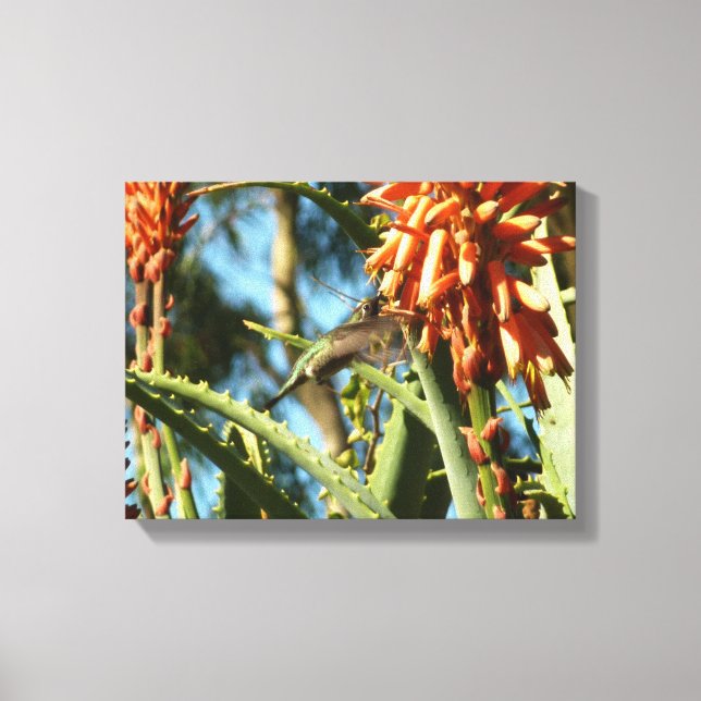 Black-Chinned Hummingbird in Flight Canvas Print (Front)