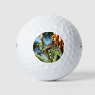 Black-Chinned Hummingbird in Flight Golf Balls
