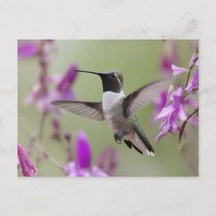 Black-chinned Hummingbird in flight Postcard