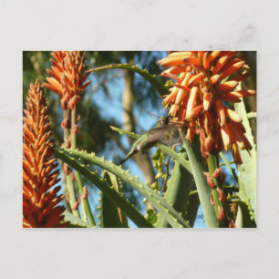 Black-Chinned Hummingbird in Flight Postcard