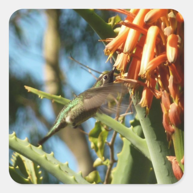 Black-Chinned Hummingbird in Flight Square Sticker (Front)