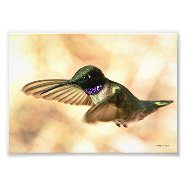 Black-chinned Hummingbird Photo Print (Front)