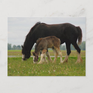 Black Clydesdale and Filly Postcard