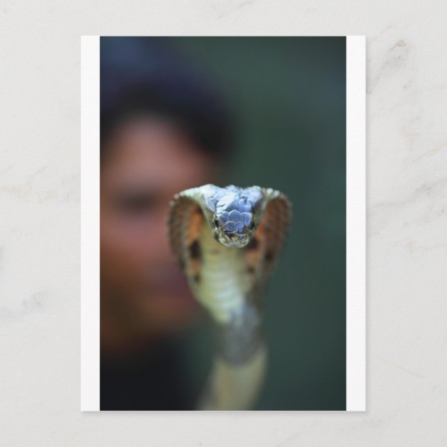 Black cobra postcard (Front)