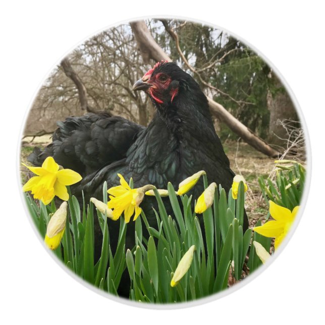 Black cochin hen chicken in daffodils Yeti left Ceramic Knob (Front)