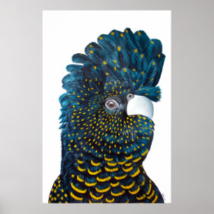 Black Cockatoo Painting Poster