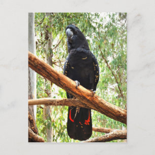 BLACK COCKATOO QUEENSLAND AUSTRALIA POSTCARD