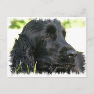 Black Cocker Spaniel Dog Postcard