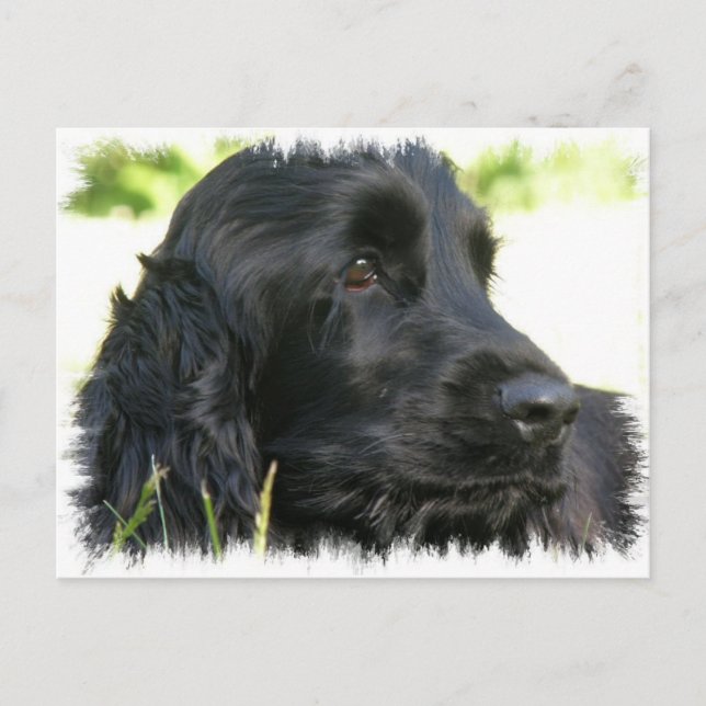 Black Cocker Spaniel Dog Postcard (Front)