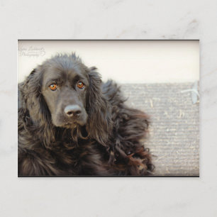 Black Cocker Spaniel  "Harley" Postcard