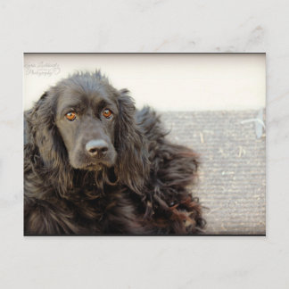 Black Cocker Spaniel  "Harley" Postcard