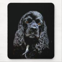 Black Cocker Spaniel
