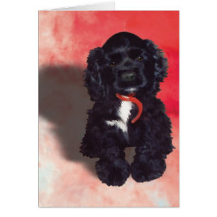 Black Cocker Spaniel Puppy - Abby