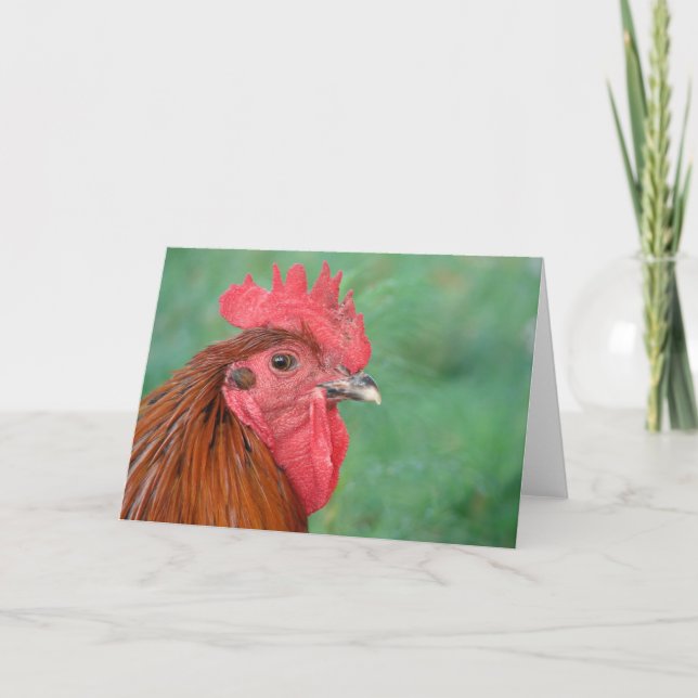 Black Copper Maran Rooster Card (Front)