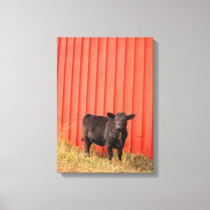 Black Cow Red Barn Canvas Print