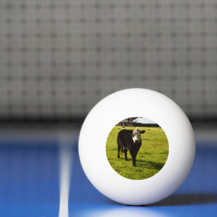 Black Cow With White Face And Mohawk, Ping Pong Ball