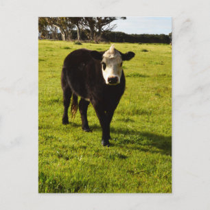 Black Cow With White Face And Mohawk, Postcard