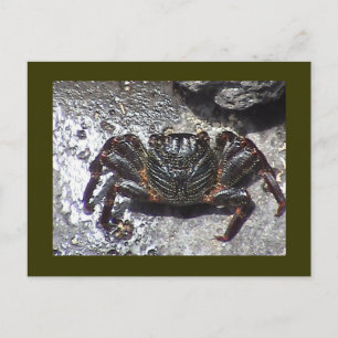 Black Crab Postcard