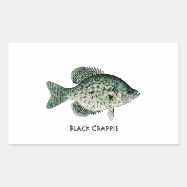 Black Crappie Rectangular Sticker (Front)
