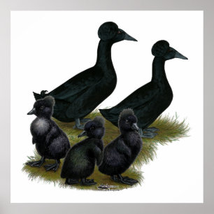 Black Crested Duck Family Poster