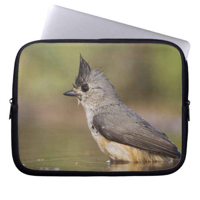 Black-crested Titmouse, Baeolophus Laptop Sleeve (Front)