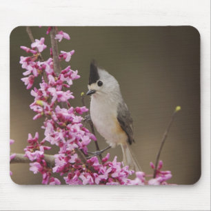Black-crested Titmouse, Baeolophus Mouse Mat