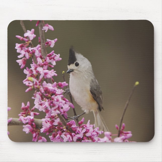 Black-crested Titmouse, Baeolophus Mouse Mat (Front)