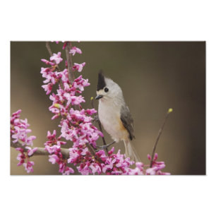 Black-crested Titmouse, Baeolophus Photo Print