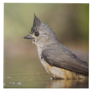 Black-crested Titmouse, Baeolophus Tile