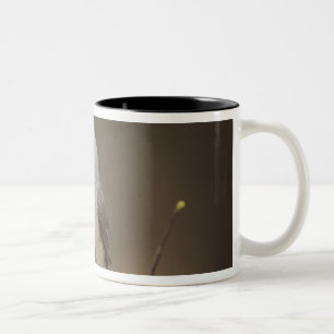 Black-crested Titmouse, Baeolophus Two-Tone Coffee Mug