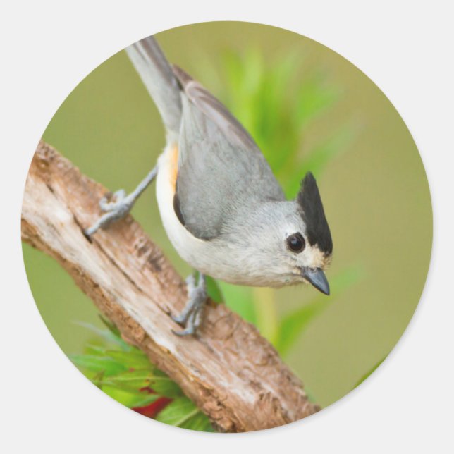 Black-Crested Titmouse Classic Round Sticker (Front)