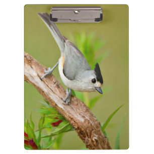 Black-Crested Titmouse Clipboard