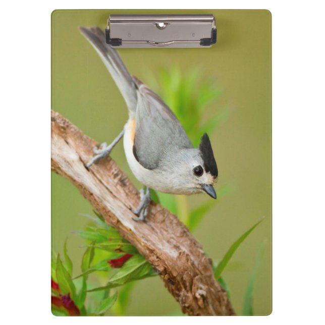 Black-Crested Titmouse Clipboard (Front)